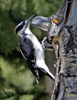 Hairy Woodpecker male